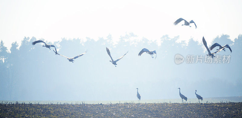 普通鹤[Grus Grus]